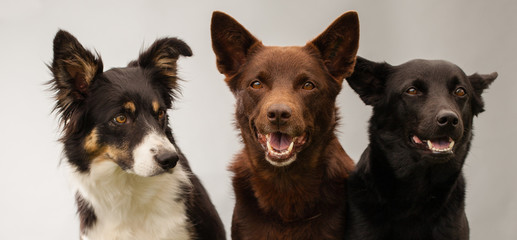 three dogs in studio