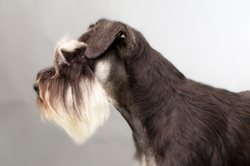 side view of a Schnauzer