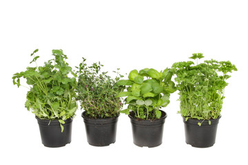 Fototapeta premium Fresh herbs