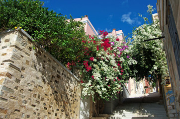 Fototapeta na wymiar Bougainvillea w Syros, Grecja