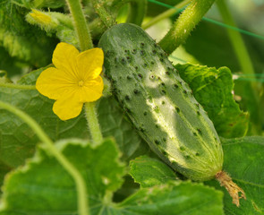 Growing cucumber and flower