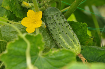 Growing cucumber and flower