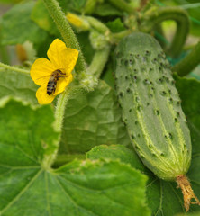 Bee in the flower of cucumber