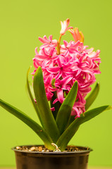 Pink Hyacinth in bloom