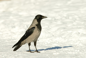 Hooded Crow