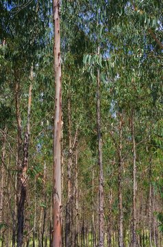 Eukalyptus - eucalyptus 24