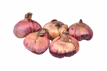 Gladiolus flower bulb, isolated on white background © Unkas Photo