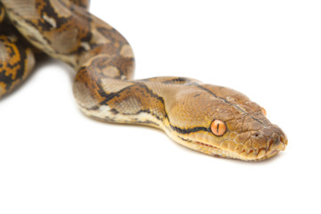 Close up of Burmese Python, isolated
