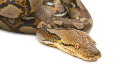 Obraz premium Close up of Burmese Python, isolated