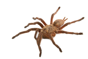 Brown Baboon Tarantula (Pterinochilus meriodnales)