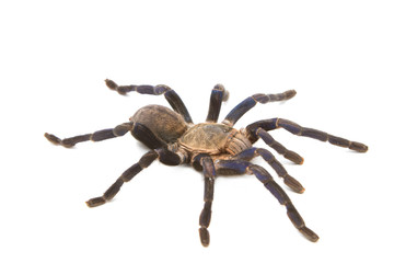 Cobalt Blue Tarantula