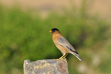Brahminy Starling