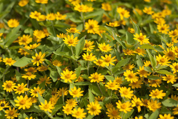 Yellow flowers.