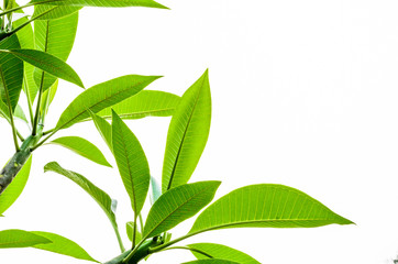 plumeria green leaf on white background