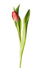 Tulip