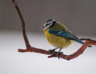 Fototapeta premium Blue tit