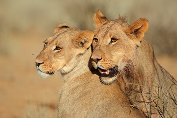 African lion portraits