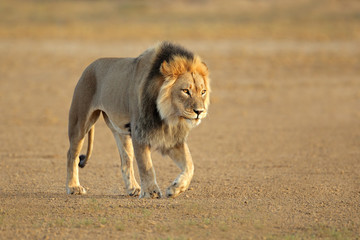 Naklejka premium Walking African lion