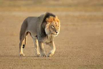 Papier Peint photo Lavable Lion Lion d& 39 Afrique qui marche
