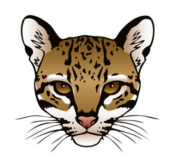 Ocelot Illustration