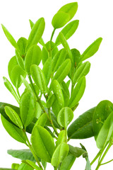 Obraz premium Ravensara aromatica, Ravensare aromatique