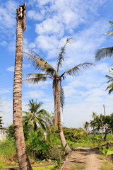 Fototapeta premium A group of coconut palms 