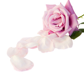one mauve rose with petals