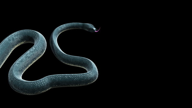 Snake 2013