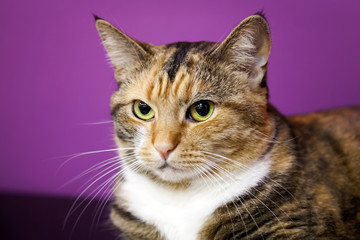 Naklejka na ściany i meble Brązowe paski syberyjski kot domowy na wystawie
