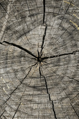 Detail of cut tree trunk