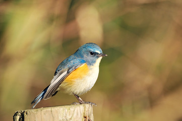 Obraz premium お立ち台のルリビタキ