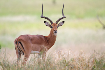 Frontal view of impala antelope - obrazy, fototapety, plakaty