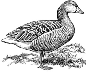 Duck standing on one leg