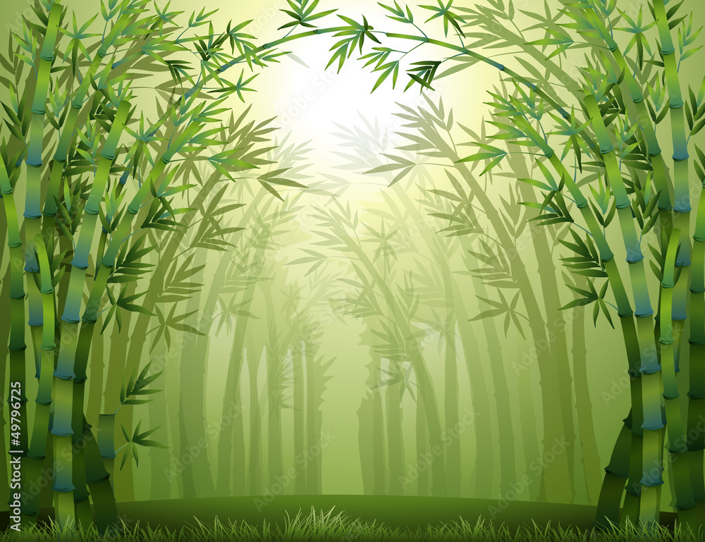 Wall mural bamboo trees inside the forest