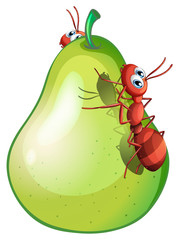 A pear with two ants