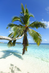 Fototapeta na wymiar Palmy na plaży i morza tła