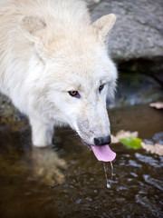 White wolf drinking water