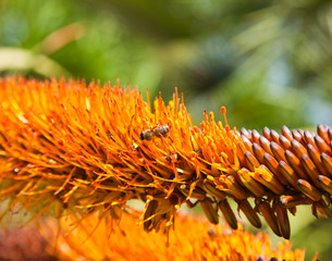 bee in aloe flower