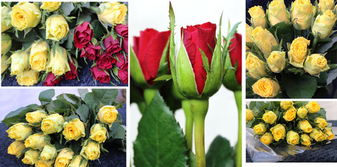 rose