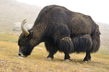 Tibetan  yak on pasture