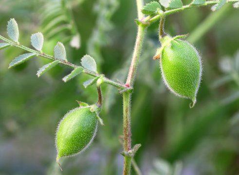 Young chick-pea pod in chickpea plant