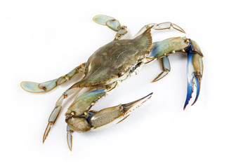 Blue crab - 49801993