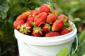 Ripe strawberry in basket on grass