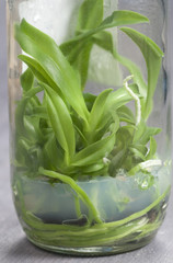 Obraz premium Orchid seedlings