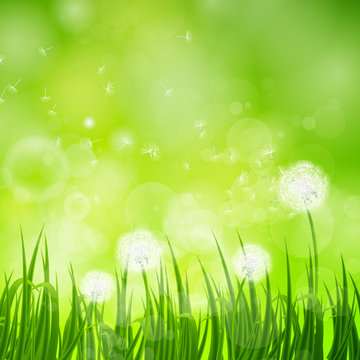 Vector Illustration of a Natural Green Background with Dandelion