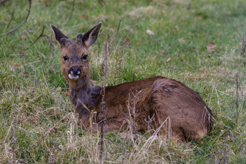 Roe Deer
