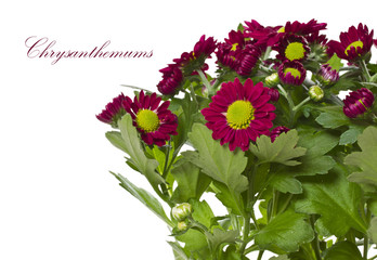 Chrysanthemums
