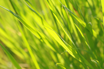 Spring grass background