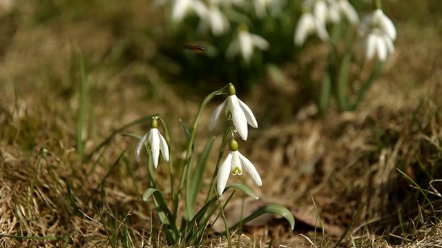 Osterblumen - Galanthus