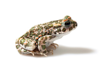 Green toad (Bufo viridis) isolated on white background